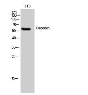 1 - Saposin Polyclonal Antibody AP72396