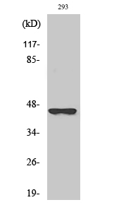 1 - SCCA2 Polyclonal Antibody AP72403