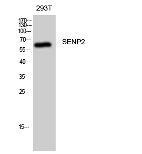 1 - SENP2 Polyclonal Antibody AP72420