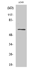 1 - SLC43A1 Polyclonal Antibody AP72498