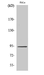 1 - Stat6 Polyclonal Antibody AP72638