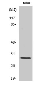 1 - SURF-1 Polyclonal Antibody AP72654