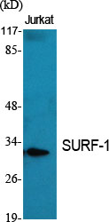 1 - SURF-1 Polyclonal Antibody AP72654