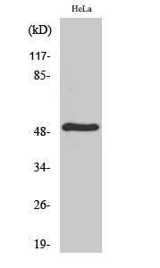 1 - TDE2L Polyclonal Antibody AP72775