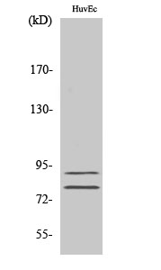 1 - TGase2 Polyclonal Antibody AP72808