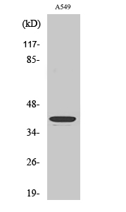 1 - TROP-2 Polyclonal Antibody AP72928