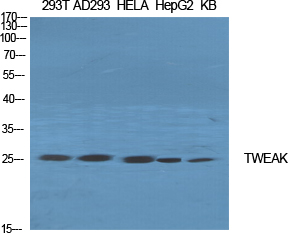 1 - TWEAK Polyclonal Antibody AP72968
