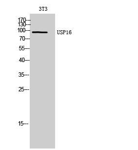 1 - USP16 Polyclonal Antibody AP73014