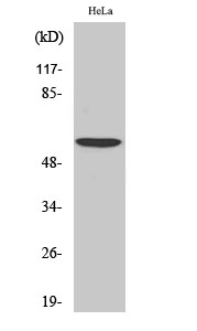 1 - USP30 Polyclonal Antibody AP73017