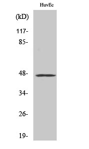 1 - VASP Polyclonal Antibody AP73040