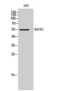 1 - WAVE2 Polyclonal Antibody AP73081