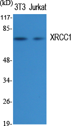 1 - XRCC1 Polyclonal Antibody AP73100