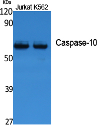 1 - Caspase-10 Polyclonal Antibody AP73277