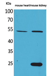 1 - Sg III Polyclonal Antibody AP73325