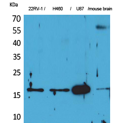 1 - Apelin Polyclonal Antibody AP73346