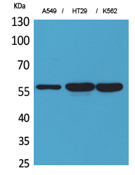 1 - ERp57 Polyclonal Antibody AP73403