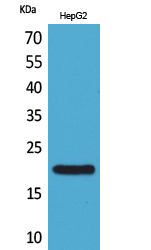 1 - VHR Polyclonal Antibody AP73411