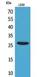 1 - CD159a/c Polyclonal Antibody AP73471