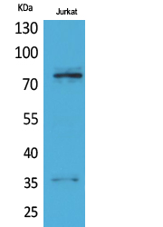 1 - p73 Polyclonal Antibody AP73526