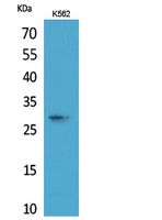 1 - ApoA-I Polyclonal Antibody AP73622