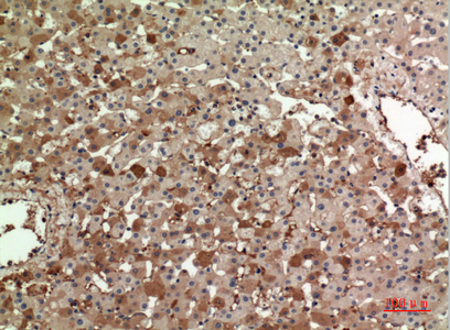 14 - ApoA-I Polyclonal Antibody AP73622