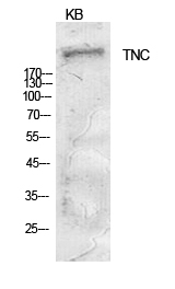 1 - Tenascin-C Polyclonal Antibody AP73731