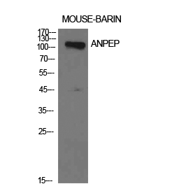 1 - CD13 Polyclonal Antibody AP73762