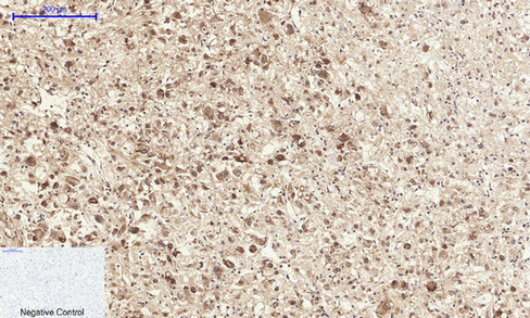 14 - Annexin I Polyclonal Antibody AP74055