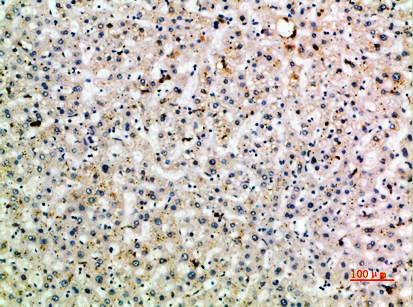 14 - CD299 Polyclonal Antibody AP74075