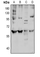 1 - Anti-LAT2 Antibody AP60187