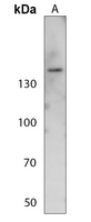 1 - Anti-NFAT3 (pS676) Antibody AP60347