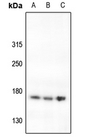 1 - Anti-Laminin gamma 3 Antibody AP60478