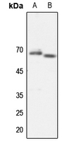 1 - Anti-TAF5L Antibody AP60719