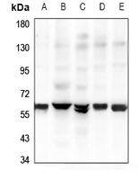 1 - Anti-GPR37L1 Antibody AP60800