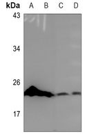 1 - Anti-COX4-2 Antibody AP60846