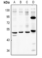 1 - Anti-P2X2 Antibody AP60876