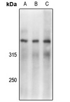 1 - Anti-DNA-PKcs (pS2056) Antibody AP61162