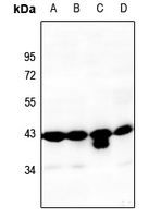 1 - Anti-PAI1 Antibody AP61239