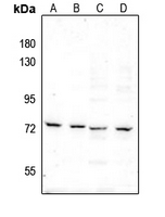 1 - Anti-c-RAF (pS289) Antibody AP61263