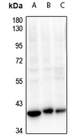 1 - Anti-CDK7 Antibody AP61289