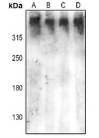 1 - Anti-DNA-PKcs (pS2612) Antibody AP61380