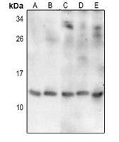 1 - Anti-Thioredoxin 2 Antibody AP61407
