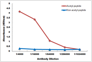10 - Anti-RAB21 (AcK109) Antibody AP61505