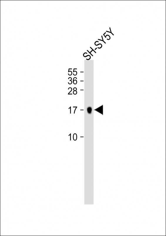 1 - PLA2G2D Antibody (C-term) AP11151B
