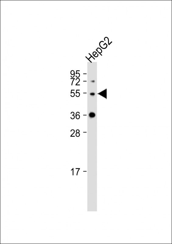 1 - PNPLA3 Antibody (N-term) AP16280a