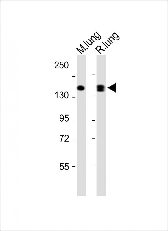 1 - XDH Antibody (N-term) AP9277A