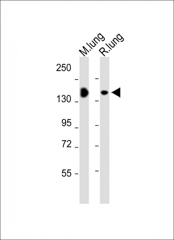 1 - XDH Antibody (N-term) AP9277A