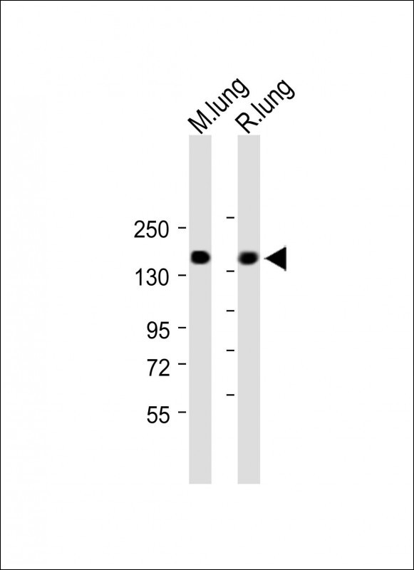 1 - XDH Antibody (N-term) AP9277A