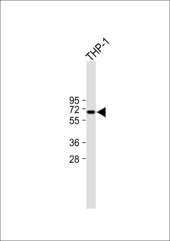 1 - ND5 Antibody (C-term) AP6939b