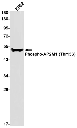 1 - Phospho-AP2M1 (Thr156) Rabbit pAb AP53543